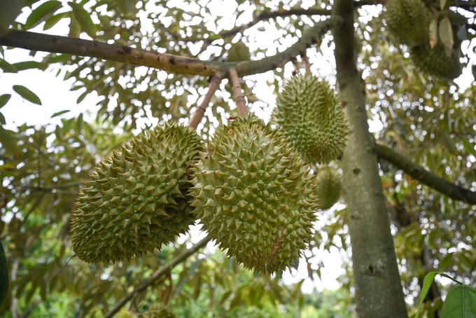 Fruit products can only increase in value and achieve sustainable development with the joint efforts of businesses and associations. Photo: Tung Dinh.