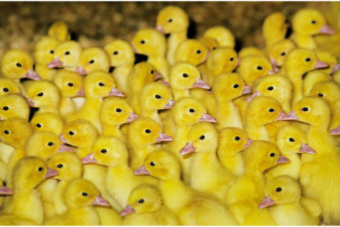 Over the last few months, some 50 million ducks in France have been vaccinated. Photo: Canva