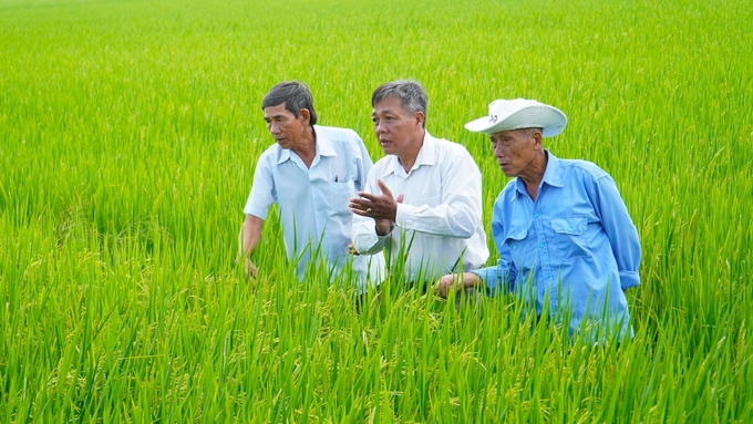 The emission reduction field under the 1 million-hectare high-quality rice project in Soc Trang is being implemented continuously in 3 crops: summer-autumn 2024, winter-spring 2024-2025, and summer-autumn 2025. Photo: Van Vu.