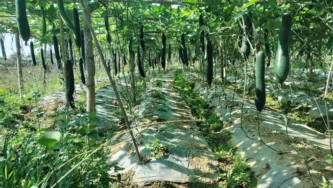 IPM model of growing squash in Hoa Binh commune, Ha Long city. Photo: Nguyen Thanh.