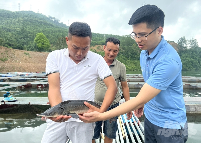 Trịnh Văn Hà (bìa trái) nuôi thành công cá tầm thương phẩm trên sông Gâm. Ảnh: Đào Thanh.