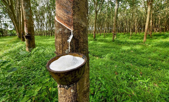 In July 2024, Vietnam's rubber exports reached 186.03 thousand tons.