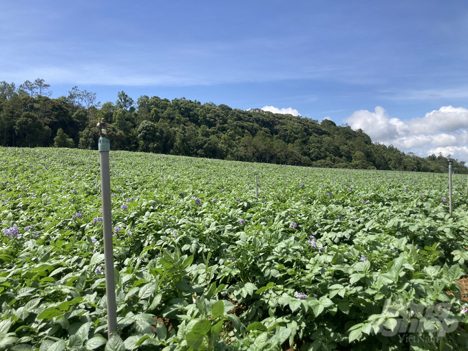 Sprinkler poles ready to automatically spray water and wash away frost from the leaves of potato plants. Photo: Hai Tien.