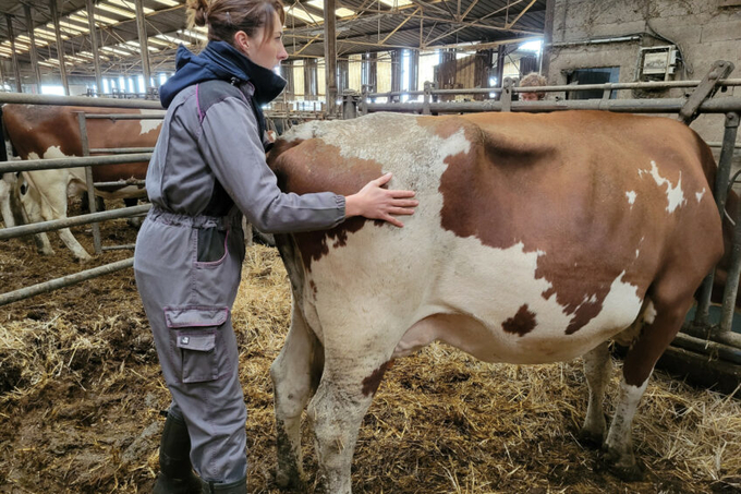 Lila Achard during an osteopathy session. Photo: Gaec de la Grosse Roche.