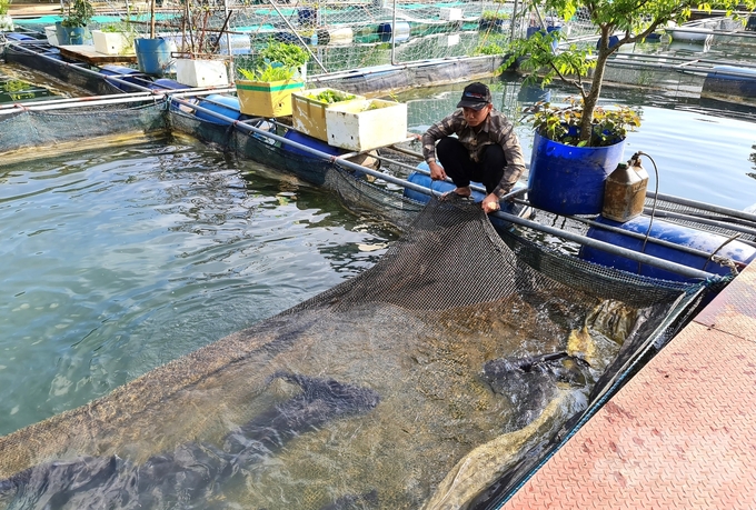 Nhiều hộ nuôi cá đặc sản trên hồ thủy điện Tuyên Quang mang lại giá trị kinh tế cao. Ảnh: Đào Thanh.