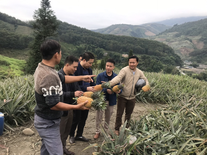 Mô hình trồng dứa thuộc Dự án tại tỉnh Điện Biên. Ảnh: Hải Tiến.