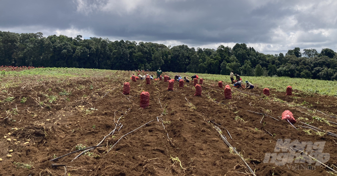 Farmers harvesting off-season potatoes from the trial fields. Photo: Hai Tien.