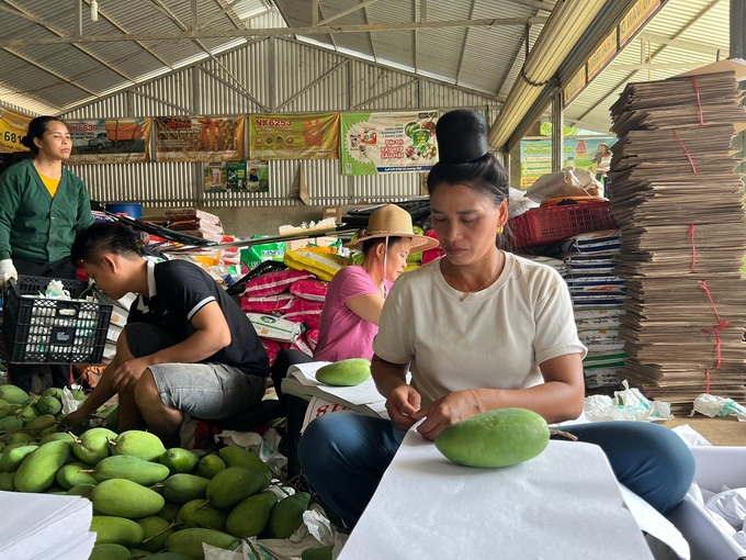 Doanh nghiệp đến bao tiêu sản phẩm dứa trong Dự án tại tỉnh Điện Biên. Ảnh: Hải Tiến.