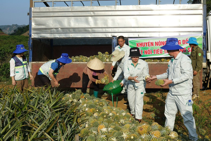 Doanh nghiệp đến bao tiêu sản phẩm dứa trong Dự án tại tỉnh Điện Biên. Ảnh: Hải Tiến.