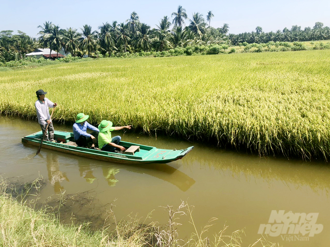 Rice - shrimp production model in Kien Giang. Photo: Le Hoang Vu.