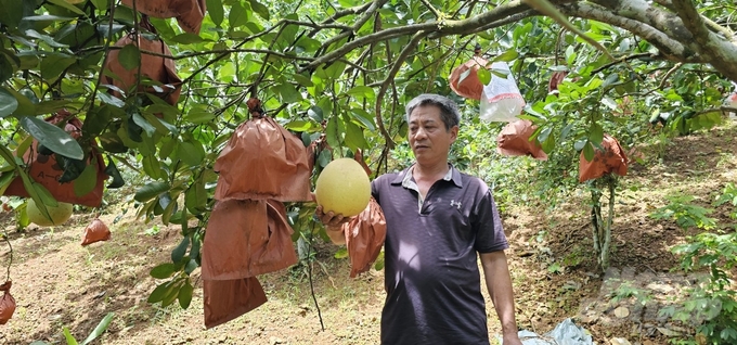 Vườn bưởi Luận Văn của gia đình ông Thơ mang lại thu nhập hơn 300 triệu đồng/năm. Ảnh: Quốc Toản.