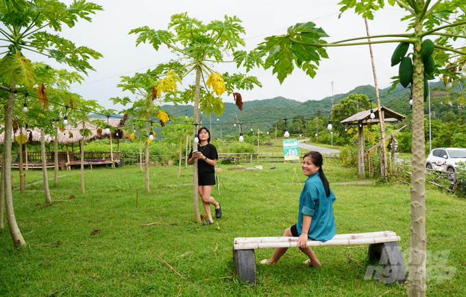 Vườn đu đủ của Vi Văn Quang thu hút nhiều khách tới tham quan, trải nghiệm. Ảnh: Quốc Toản.