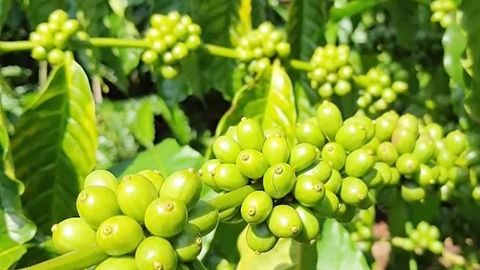 Latest domestic and global coffee prices on 08/29/2024