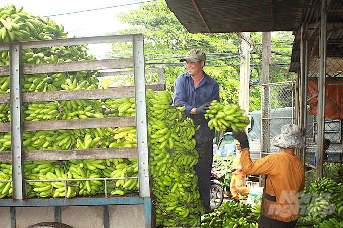 Dong Nai has formed 8 high-tech agroproduction areas, totaling 419 agricultural models, exceeding the province’s target until 2025. Photo: Minh Sang.