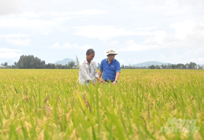 Sử dụng chế phẩm vi sinh Sumitri giúp phân hủy rơm rạ trên đồng ruộng nhanh, cây lúa sinh trưởng phát triển tốt, bộ rễ ăn sâu và phát triển mạnh, ít sâu bệnh gây hại. Ảnh: Trung Chánh.