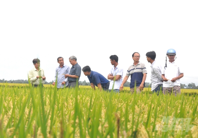 Nông dân tham quan ruộng trình diễn sử dụng chế phẩm vi sinh Sumitri phân hủy rơm rạ tại ruộng và đánh giá cao hiệu quả mô hình cả về lợi ích môi trường và kinh tế. Ảnh: Trung Chánh.