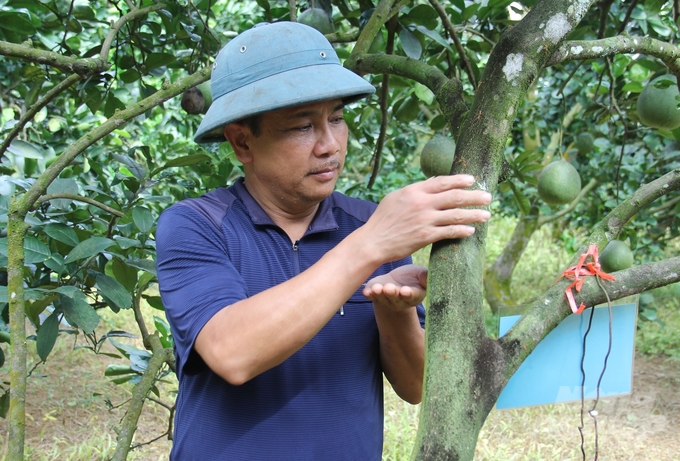 Theo anh Phạm Quốc Toản, dùng kiến vàng sẽ giúp hạn chế phun thuốc BVTV hóa học. Ảnh: Trung Quân.