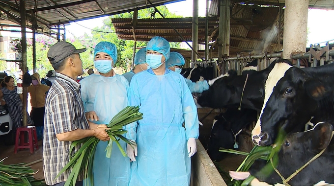 Việc lên phương án bồi thường thiệt hại bò sữa bị tiêu chảy và chết sau khi tiêm vacxin viêm da nổi cục đang được Lâm Đồng và Công ty Navetco phối hợp thực hiện. Ảnh: PC.