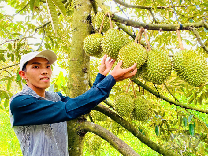 Với diện tích gần 13.000ha, sầu riêng là một trong những cây trồng chủ lực của tỉnh Đồng Nai. Ảnh: H.Phúc.