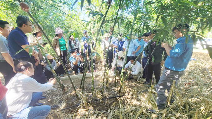 Các đại biểu tham quan trang trại Đức Thành trồng tre lục trúc lấy măng tại xã Hoà Trạch, huyện Bố Trạch. Ảnh: T. Đức.