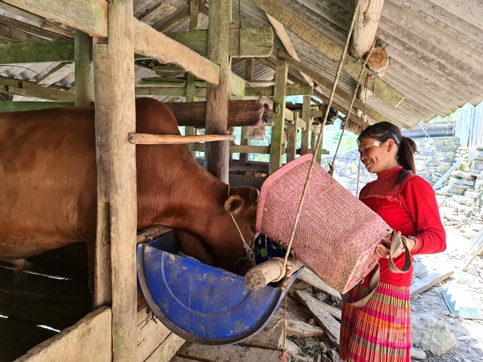 Nông dân ở Hà Giang đã chủ động hơn đến tình trạng sức khỏe, chế độ dinh dưỡng và công tác phòng chống dịch bệnh cho đàn vật nuôi. Ảnh: Đào Thanh.