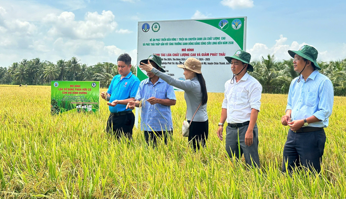 Cánh đồng lúa phát thải thấp tại HTX nông nghiệp Phát Tài (huyện Châu Thành) vừa thu hoạch đạt năng suất 6,3 tấn/ha, tăng 0,3 tấn/ha so với mô hình bên ngoài. Ảnh: Hồ Thảo.