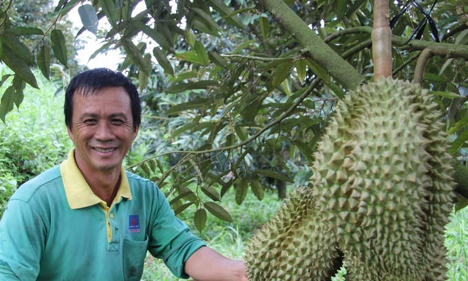 Sầu riêng đã trở thành cây trồng nổi bật, mang lại giá trị kinh tế cao. Ảnh: Đức Cường.