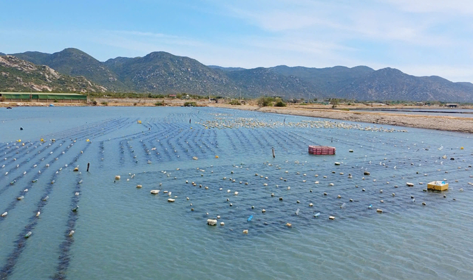 Model of preserving high-quality tissue cultured seaweed (1000 m2) in Ca Na area, Ninh Thuan province. Photo: Dinh Muoi.