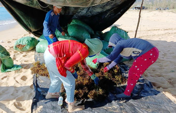 Farmers move elkhorn sea moss seeds out of the Ca Na salt marsh area to avoid hot weather. Photo: Dinh Muoi.