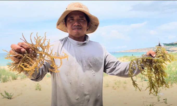 Farmers are excited to see the seaweed growing well, achieving both high productivity and quality. Photo: Dinh Muoi.