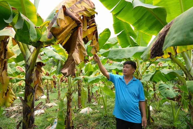 Anh Đỗ Phương Hạnh đã tìm mọi giải pháp để cứu chữa nhưng cây chuối vẫn chết. Ảnh: Hùng Khang.