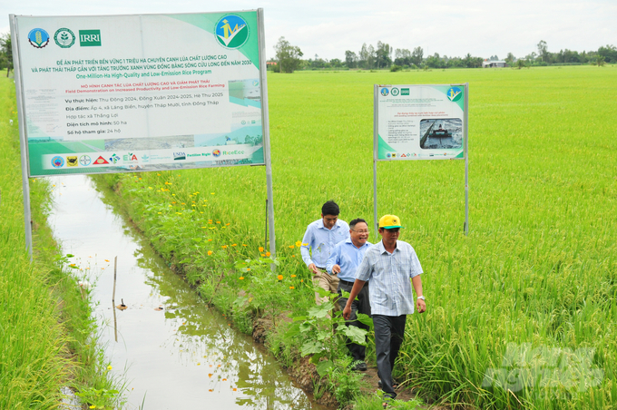 By participating in the project, farmers can reduce production costs by 30%, establish production linkage mechanisms, and increase profitability from rice farming. Photo: Le Hoang Vu.