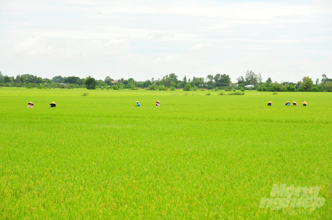 The harvesting season is expected to begin in approximately 20 to 25 days, with an estimated average yield of 6.5 to 6.9 tons per hectare. Photo: Le Hoang Vu.