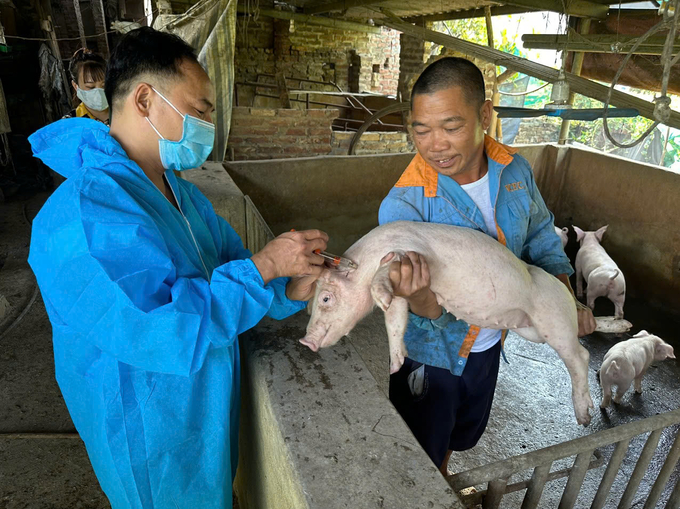 Bắc Ninh triển khai tiêm vacxin phòng bệnh dịch tả lợn Châu Phi trên toàn địa bàn tỉnh trong năm 2024 trong 3 đợt. Ảnh: HT.