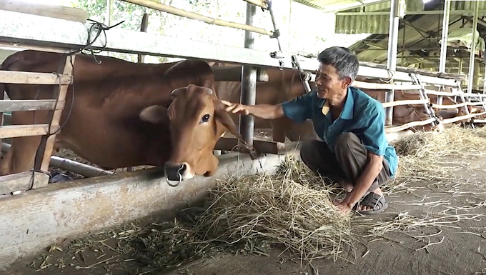 Chăn nuôi gia súc tập trung cho thấy hiệu quả hơn nuôi nhỏ lẻ. Ảnh: H.Đ.