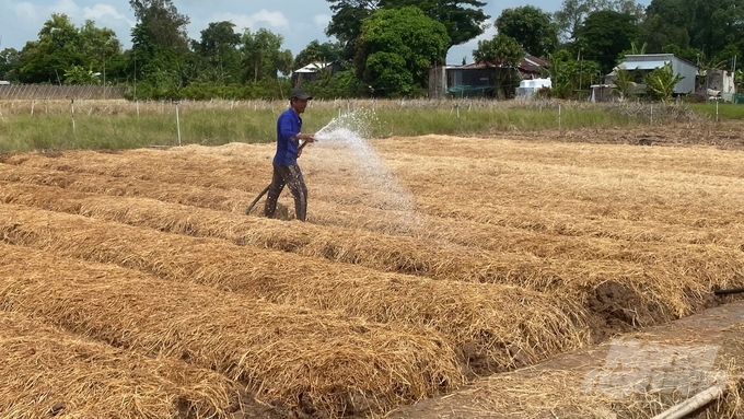 Nông dân và doanh nghiệp, HTX tham gia trong chuỗi giá trị lúa gạo cần đầu tư vào công nghệ mới, cải tiến quy trình sản xuất, nâng cao hiệu quả kinh tế. Ảnh: MV.