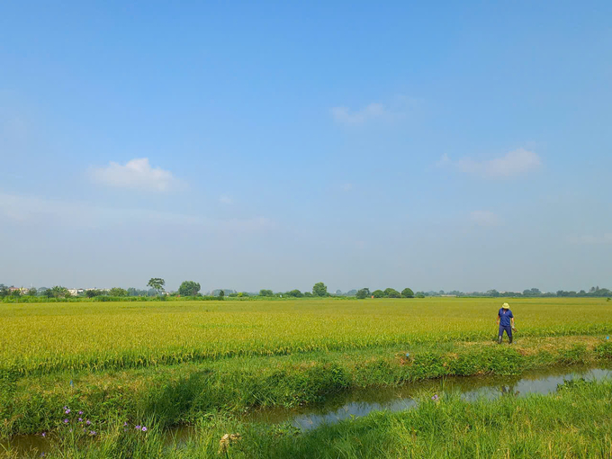 Nông dân đang đi thăm bẫy bán nguyệt trên cánh đồng lúa vụ mùa xã Đông Lỗ, huyện Ứng Hòa. Ảnh: Trần My.