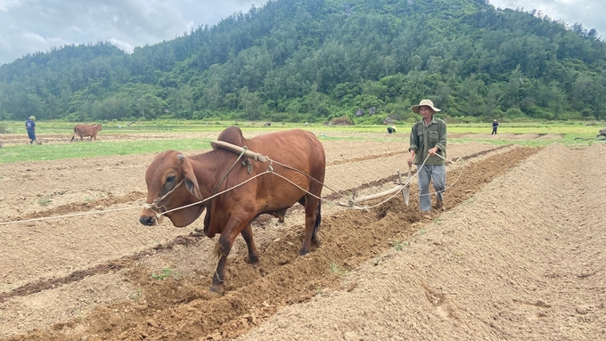 Hà Tĩnh phấn đấu tổng diện tích gieo trồng các loại cây ngắn ngày vụ đông 2024 đạt 12.603ha. Ảnh: Ánh Nguyệt.