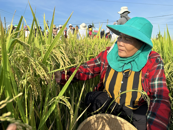 Thấy được những ưu điểm của giống lúa ĐB6, bà Lê Thị Hồng (trú thôn Phước Hòa, xã Bình Phú, huyện Thăng Bình) đã mở rộng diện tích sản xuất trong vụ hè thu năm 2024. Ảnh: L.K.