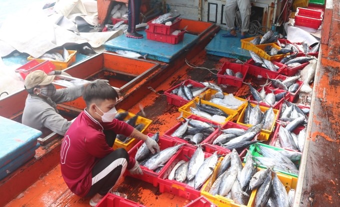 The Department of Fisheries Surveillance will advise the Ministry of Agriculture and Rural Development to review and amend the regulation, but of the opinion that 'it is still necessary to regulate the size of exploitation combined with quotas.' Photo: Kim So.