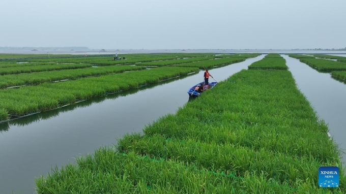 Staff members do farm work in coal-mining subsidence area in Guqiao Town, Fengtai County of Huainan City, east China's Anhui Province, July 30, 2024. Photo: Xinhua