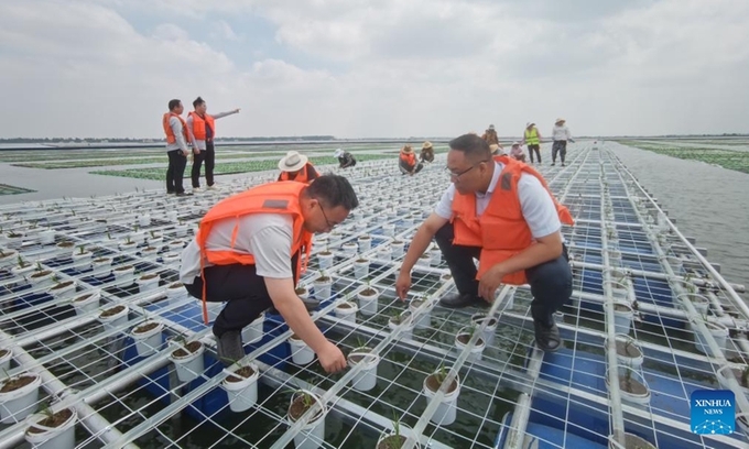 Staff members check the growth of rice seedlings in Guqiao Town, Fengtai County of Huainan City, east China's Anhui Province, June 6, 2024. Photo: Xinhua