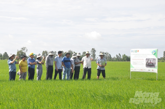 The 50-hectare field at Thanh Nien Phu Hoa Agricultural Service Cooperative is a model for the launch of the 1 million hectares of high-quality, low-emission rice project in Kien Giang. Photo: Trung Chanh.