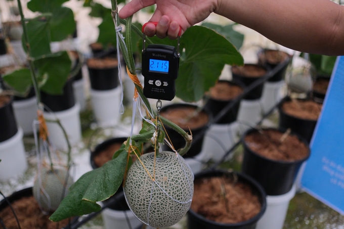 Melons grown in FAO's pilot greenhouse weigh over 2 kg and brix 15%. Photo: Quynh Chi.