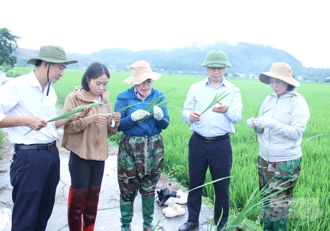 Đoàn công tác của Cục BVTV kiểm tra tình hình sâu bệnh trên lúa mùa tại huyện Thanh Liêm (Hà Nam). Ảnh: Trung Quân.