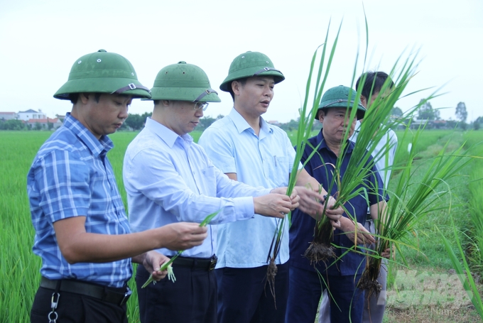 Tại Ninh Bình, dự báo mật độ sâu cuốn lá nhỏ, rầy, sâu đục thân 2 chấm cao hơn so với vụ mùa 2023. Ảnh: Trung Quân.