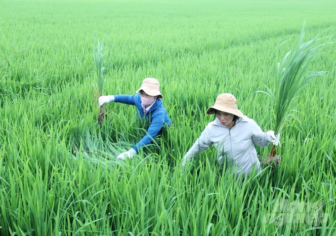 Vụ mùa năm nay lúa phân thành nhiều trà khác nhau nên dự báo diễn biến sâu bệnh sẽ có nhiều điểm khác biệt so với các vụ trước. Ảnh: Trung Quân.