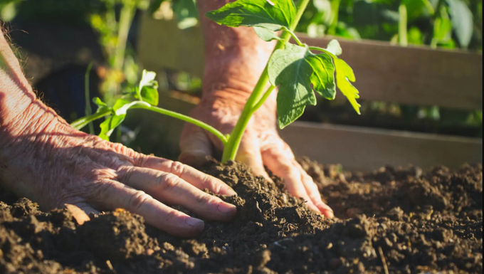 Soil is a living natural resource that is the foundation of all healthy plants.