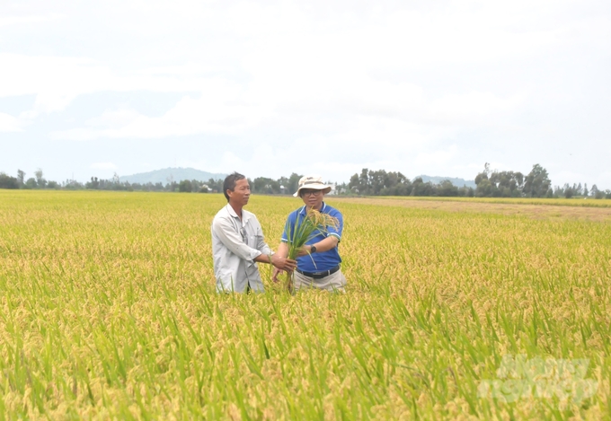 Applying Sumitri microbiological products to process straw right in the field into organic fertilizer to add nutrients to the soil, helping rice grow well and increasing economic efficiency. Photo: Trung Chanh.