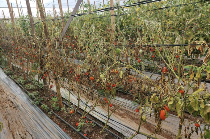 Tomato garden in Moc Chau, Son La damaged by disease in August 2024. Photo: FAO.